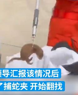 苏州一市民轿车内藏着6只黄鼠狼 消防员抓获后放生
