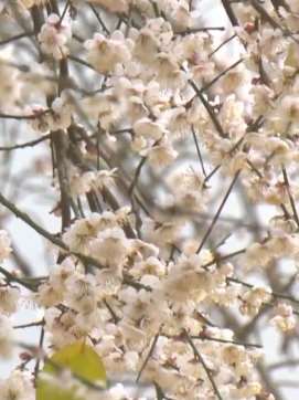 云南一村庄500岁古梅冬日绽放 引众多游客来此打卡