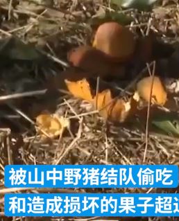 山中野猪结队偷吃砂糖橘 种植户损失果子超万斤