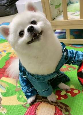 最会照相的狗狗，各种摆拍可爱至极！