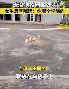 流浪狗校园里偷外卖走红