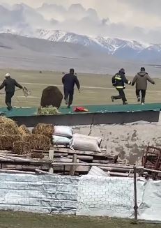 民警帮牧民追赶棕熊反被追