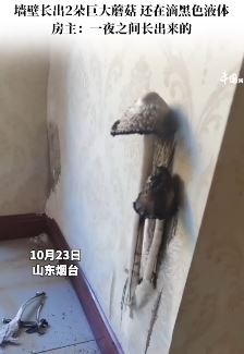 男子发现墙壁长出2朵巨大蘑菇 看上去有点吓人