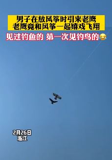 男子放风筝引来老鹰一起嬉戏飞翔 网友：线上交友需谨慎