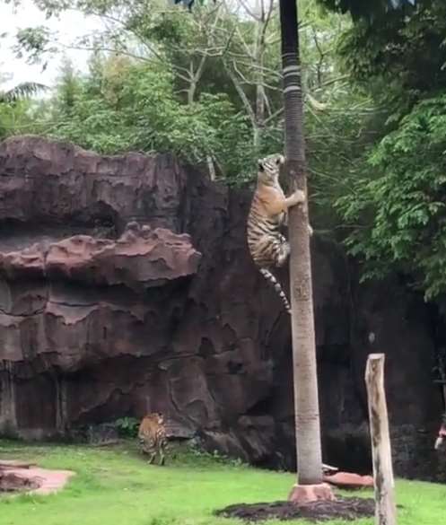 谁说老虎不会上树，这项本领它已经学会了，而且比猫还要快!