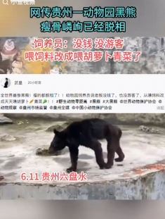 网传贵州一动物园黑熊瘦骨嶙峋 饲养员：没钱，只给吃胡萝卜青菜！