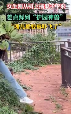 女孩树上摘果子下来后差点踩到蛇