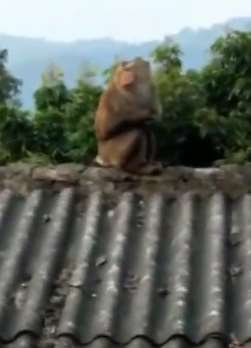 云南一村庄跑来只泼猴 村民被咬伤缝10多针