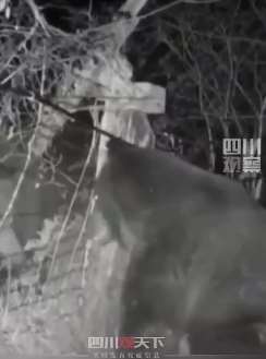 中俄边境两头熊打架 铁丝网都打坏了