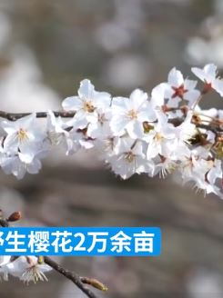 湖北赤壁葛仙山万亩野生樱花盛开 众多游客前来观赏