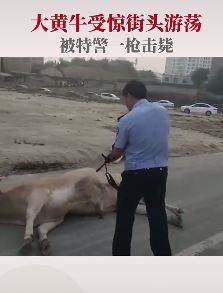 云南文山一疯牛街头狂奔被击毙