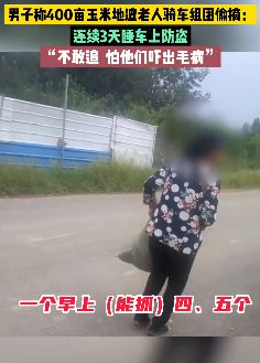 山东滨州一男子400亩玉米地遭老人骑车组团偷摘