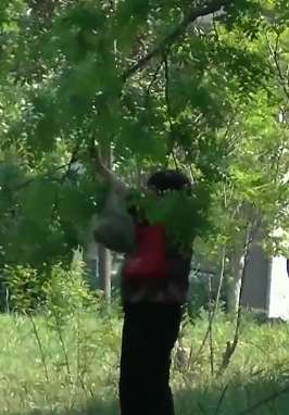 郑州：市民采摘槐花树枝都掰断  制止反被怒怼