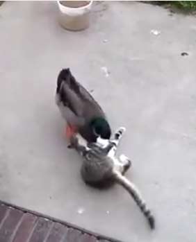搞笑:睡觉的猫咪被鸭子啄醒,你猜结局会怎样呢?