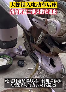 大蛇钻入电动车后座，消防员给它"喝"二锅头擒获