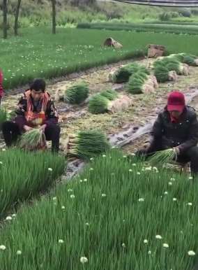 四川2千亩成熟白葱滞销 只能拔掉再种植