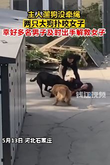 河北石家庄一狗主人遛狗没牵绳致一女子被咬