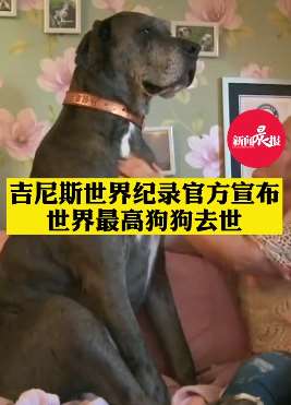 世上最高狗狗去世 站立时达2.26米活至8岁半