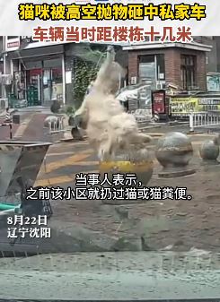 沈阳一猫咪被高空抛下砸中私家车 落地后疼的转圈圈