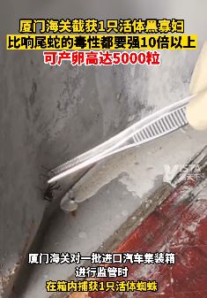 厦门海关截获1只活体黑寡妇  它是世界上毒性最大的蜘蛛之一