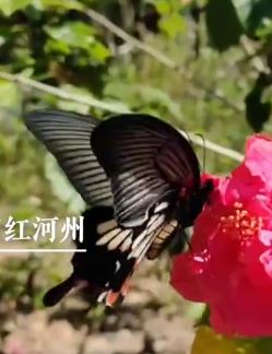 云南蝴蝶谷320多种蝴蝶迎爆发高峰期