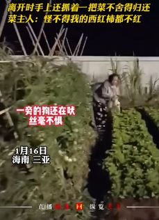 海南三亚一大妈凌晨偷菜被抓现行