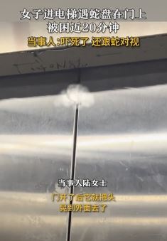 女子电梯内遇蛇盘门上 与蛇对视被吓坏