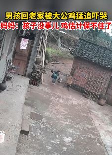 男孩回老家被大公鸡猛追吓哭