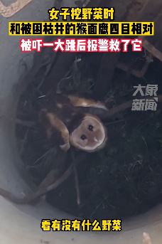 绵阳一女子挖野菜发现被困枯井猴面鹰
