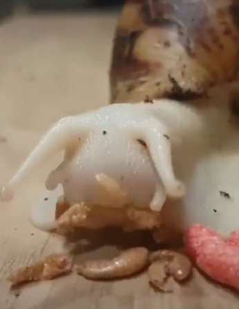 你见过蜗牛吃饭吗？没有快来瞅瞅吧，太可爱了！