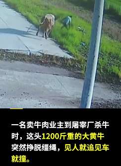 待宰黄牛发疯见人就撞 民警连开5枪击毙