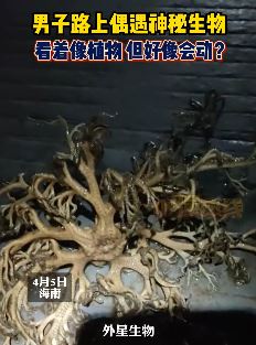 海南一男子回家路上遇见"外星生物" 像植物但是能动