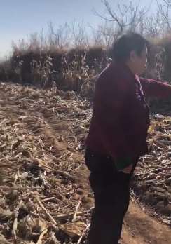 山西一玉米地发现8月大男婴尸体，嫌疑人系其奶奶