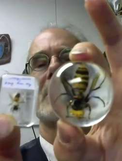 美遭"杀人蜂"入侵 毒液可致命