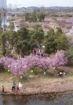 长沙松雅湖国家湿地公园梅花盛开彰显春意浓