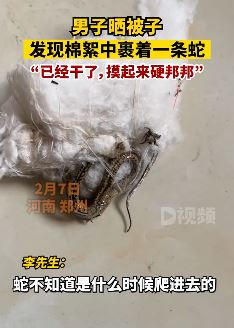 男子晒被子发现棉絮中有条蛇