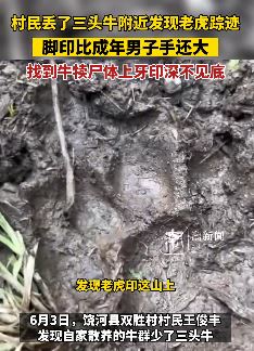 黑龙江双鸭山一村民丢三头牛 附近发现老虎踪迹