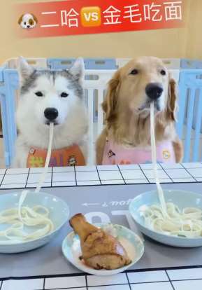 二合VS金毛比赛吃面，谁赢谁吃鸡腿