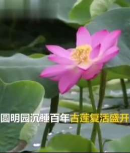 百年古莲复活开花