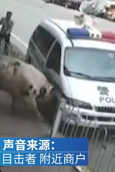 牛被宰杀时受惊冲上街头 警民联手合力将其制服