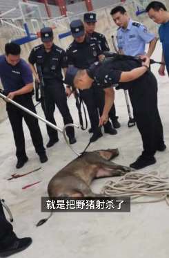 陕西一野猪闯校园乱窜被特警一击毙