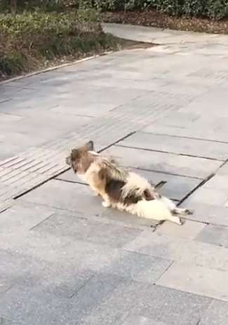 这小狗的表演挺逼真，难道也打算去计生去吗？