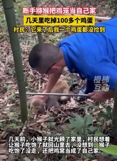 猕猴闯村民家偷吃鸡蛋搞破坏