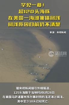 超120头海豚在美国一海滩集体搁浅