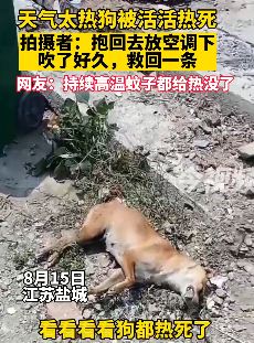 江苏盐城因天太热狗都被热死了不少