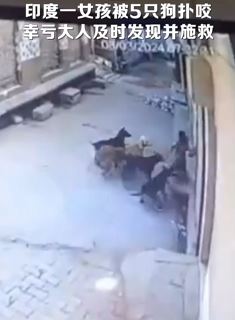 印度一女孩被5只狗扑咬 幸亏大人发现及时