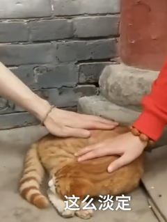 河南白马寺景区一"佛系"猫咪受游客追捧