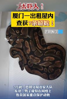 厦门一出租屋内查获7条蟒蛇