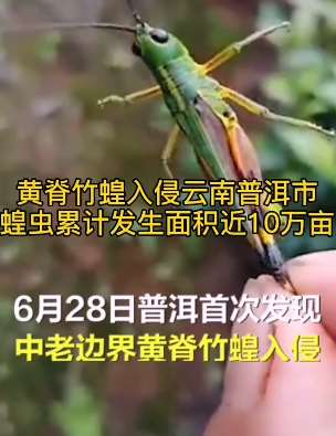 黄脊竹蝗入侵云南普洱 蝗虫发生面积近10万亩