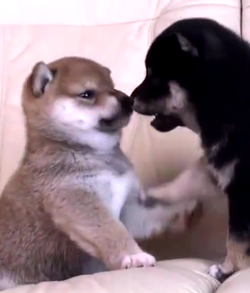 两只小柴犬搞笑打架，结果开始玩真的了。太可爱了！
